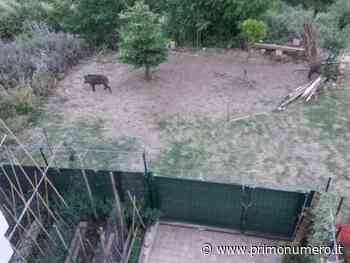 Ancora cinghiali fra le case a Termoli: 7 esemplari fra le villette di Colle Macchiuzzo - Primonumero