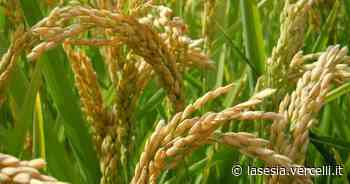 "Notti di Riso Gigante Vercelli" per i giovani pazienti diabetici - La Sesia | Cronaca