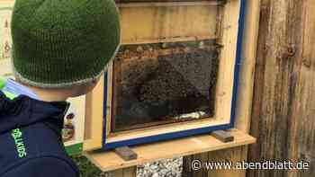 Große Schweiz-Tour und kleine Alpen-Bienen - Hamburger Abendblatt