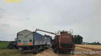 Sequestrate 105 tonnellate di grano in Italia: anche a Palermo, Agrigento e Caltanissetta - Giornale di Sicilia