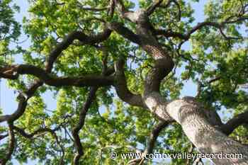 City takes enforcement action following tree cutting in Courtenay - Comox Valley Record