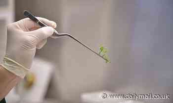 UK uses Brexit freedom to speed up the development of 'gene-edited' crops and livestock