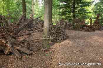 Totholz birgt Lebensraum: Neues Projekt „Stumpery“ im Arberetum Grenzenlust - www.lokalkompass.de