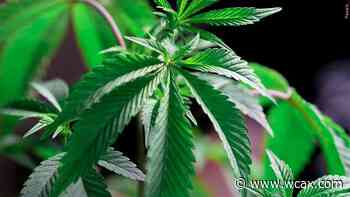 Vt. Cannabis Control Board issues more retail cultivation licenses - WCAX