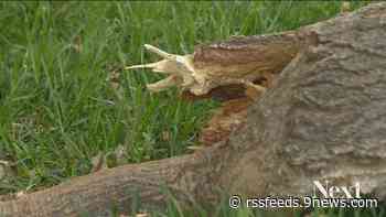 What happens if a city-owned tree falls on your property?