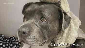 Dog survives plane crash in Broomfield