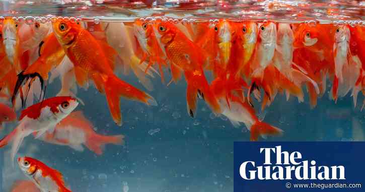 Shiny but deadly – don’t throw goldfish in rivers, pet owners told