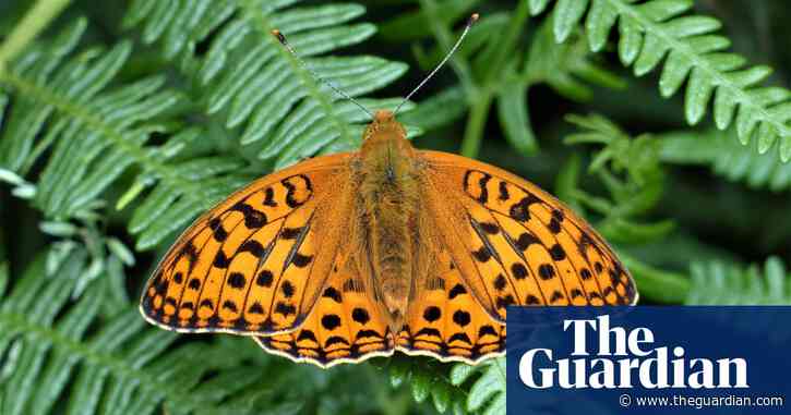 Half of UK’s butterfly species vulnerable to extinction as five join red list