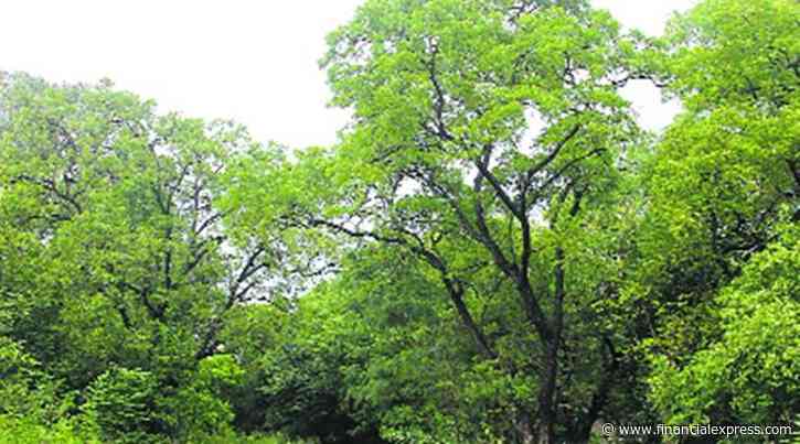 Growing trees outside forests in India can offer environmental, economic benefits: Study