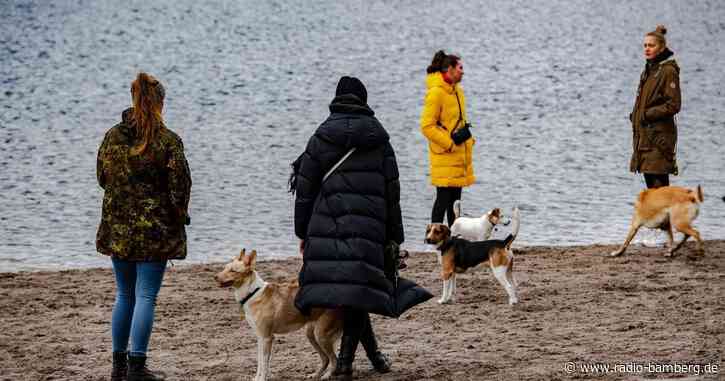 Hunde-Boom in der Hauptstadt