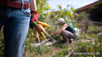 Arbeitssucht: Rund zehn Prozent der Erwerbstätigen arbeiten suchthaft - Studie