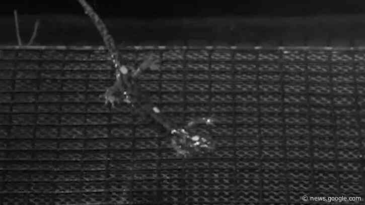 Skydiving Salamanders Parachute and Glide From the Tallest Trees [High Speed Video] - SciTechDaily