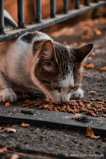 Was man beim Kauf von Katzenfutter beachten sollte.