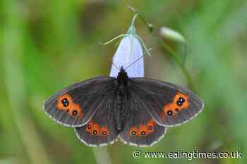 Two-fifths of British butterflies threatened with extinction, analysis shows - Ealing Times