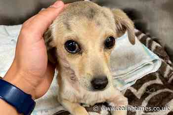 Chihuahua puppy found with arrow through neck expected to survive - Ealing Times
