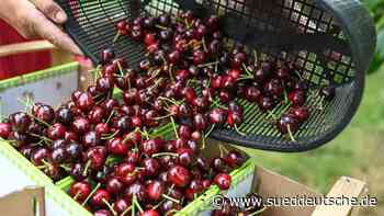 Arbeit - Ravensburg - Georgische Erntehelfer klagen gegen Obstbauern vom Bodensee - Karriere - Süddeutsche Zeitung - SZ.de
