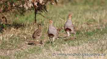 Die Feldflur als wertvoller Lebensraum - Euskirchen - WochenSpiegel