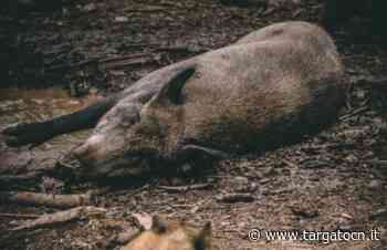 Confagricoltura Cuneo: troppo pochi i cinghiali finora abbattuti per combattere la peste suina - TargatoCn.it
