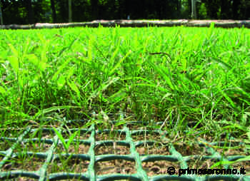 Ecco come proteggere il nostro prato - Prima Saronno