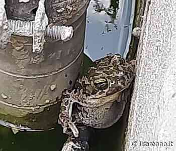 Saronno, diventano un'attrazione i rospi nella fontana di via Primo Maggio (intanto l'acqua non scende più) - ilSaronno