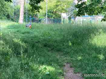 Tu@Saronno spiega la situazione del verde: “Manutenzione è da migliorare: ecco i problemi” - ilSaronno