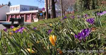 Bischofsheim sucht Blühpaten - Main-Spitze