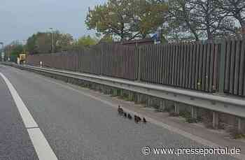 POL-KI: 220509.1 Kiel: Ente (Ende) gut - alles gut. Sicher über die B 76 ins Kleingartengelände - Presseportal.de