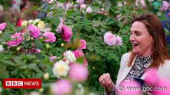 Chelsea Flower Show: David Austin Roses jubilee display wins gold - BBC