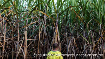 Staaten erlassen vermehrt Export-Beschränkungen bei Lebensmitteln