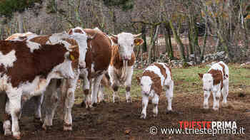 Il Carso sbarca in città, ecco l'evento che mette in mostra le sue ricchezze - TriestePrima