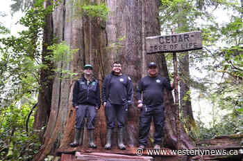 Tribal Parks Guardians improve access to Big Tree Trail near Tofino - Tofino-Ucluelet Westerly News