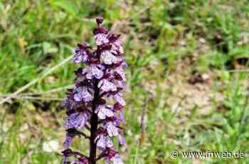 Orchideen in voller Blüte - Fränkische Nachrichten