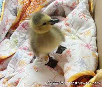 Goose gets golden welcome by Kamloops Mounties - Kamloops This Week