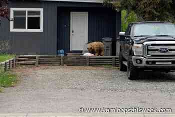 Bruin browses for brunch in Kamloops - Kamloops This Week