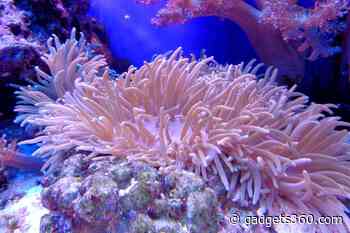 Scientists Discover Sea Coral With Chemicals That Can Help in Cancer Treatment