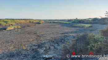 Campagna antincendi boschivi, rafforzati i controlli nel periodo estivo - BrindisiOggi