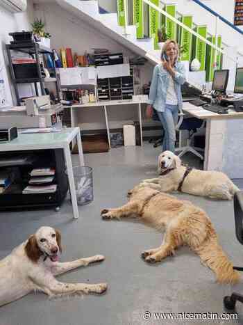 Ils amènent leur chien au travail!