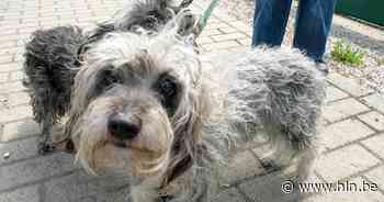 Brussels Gewest lanceert subsidieoproep om dierenasielen extra te ondersteunen - Het Laatste Nieuws