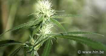 Deurwaarder ontdekt 1.200 cannabisplanten in huis in Schaarbeek | Brussel | hln.be - Het Laatste Nieuws