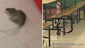 Photos, video released of rodents that infested Jacksonville elementary school, forced cafeteria closure in April - WJXT News4JAX