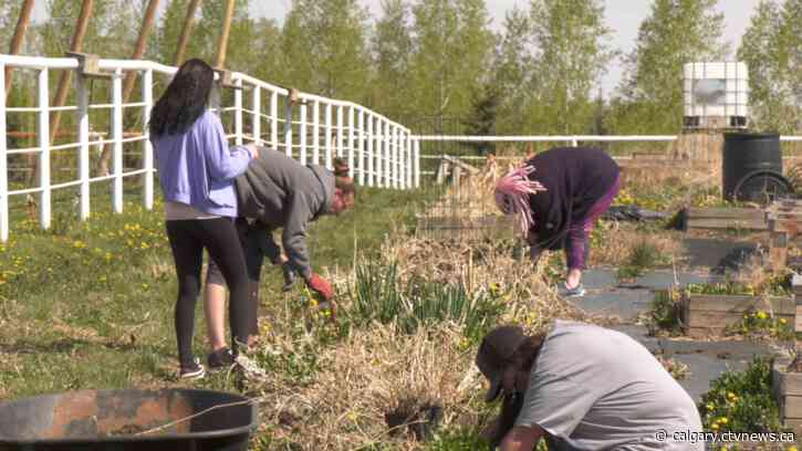 Calgary's The Giving Garden in need of volunteers to build planter boxes