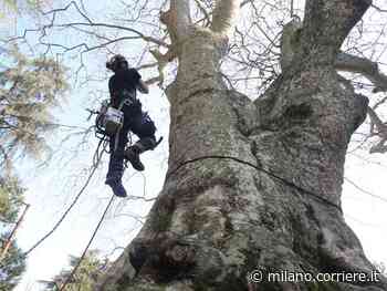 Scuola d’Agraria nel parco di Monza, il record delle assunzioni: «Ogni nostro studente trova lavoro» - Corriere Milano