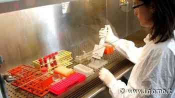 Vaiolo delle scimmie, caso sospetto a Monza - IL GIORNO