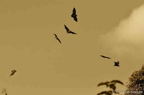 1000 Meter lange "Digital Wall"-Lichtinstallation in Ulm: Fledermäuse sorgen für neue Aufführungszeiten