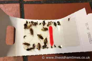 Cockroaches found throughout ‘horrifying’ Oldham takeaway - The Oldham Times