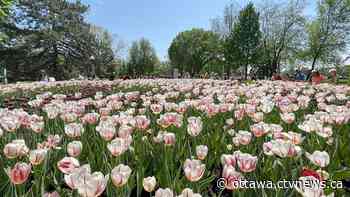 May long weekend Ottawa: Tulips, fireworks for Victoria Day | CTV News - CTV News Ottawa