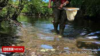 Dead fish prompt pollution probe at Cornwall waterways - BBC