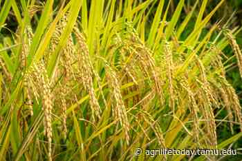 Digital rice selection technology - AgriLife Today