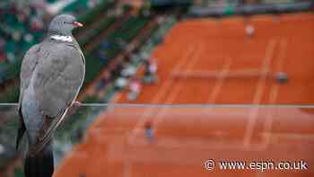 Clay pigeons at the French Open: 'Can we play when there is a pigeon on the court?'