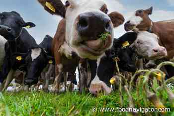 'Dairy can become an integral part of a food system for the future:' Ben & Jerry's on its 'bold commitment' to target emissions - FoodNavigator.com